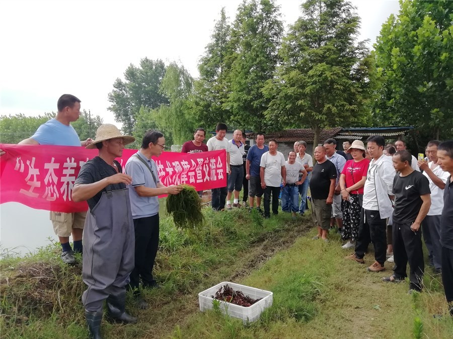 潜江龙虾养殖模式_湖北潜江龙虾基地_潜江龙虾致富经