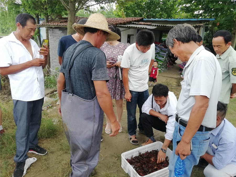 潜江龙虾养殖模式_潜江龙虾致富经_湖北潜江龙虾基地