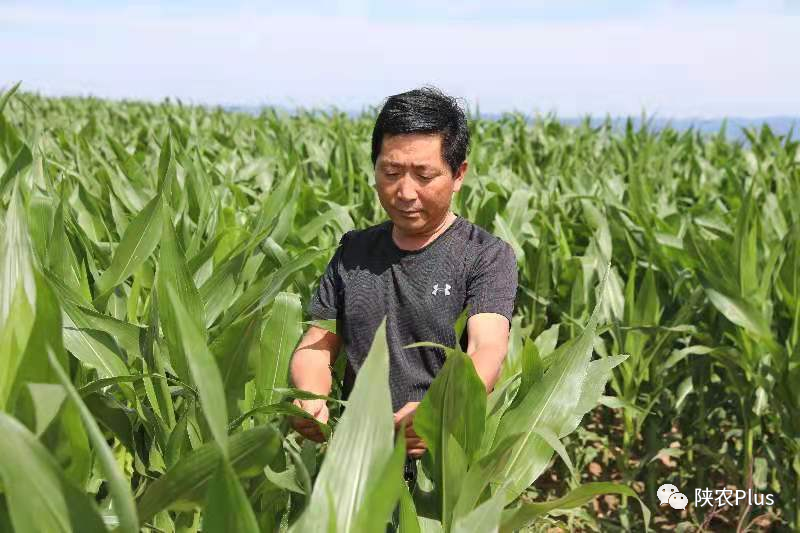 陕西种植养殖致富_陕西养殖好项目_陕西养殖什么前景好