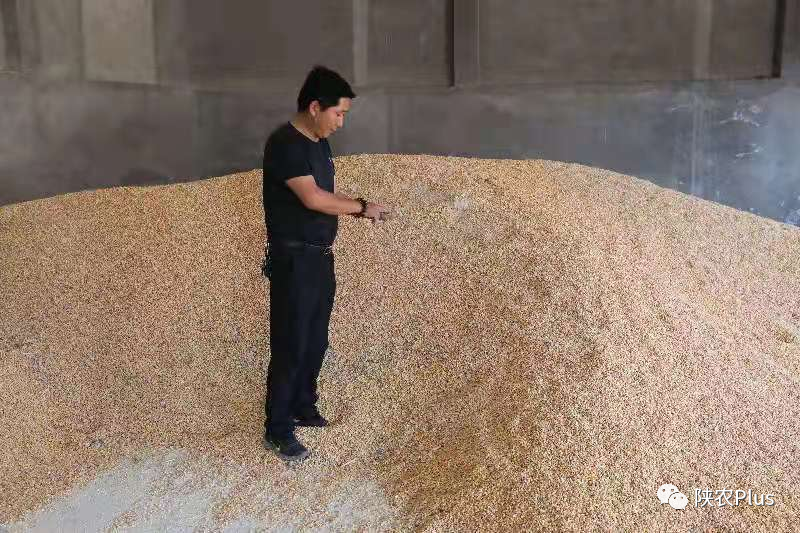 陕西养殖好项目_陕西种植养殖致富_陕西养殖什么前景好