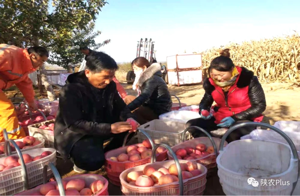 陕西种植养殖致富_陕西养殖好项目_陕西养殖什么前景好