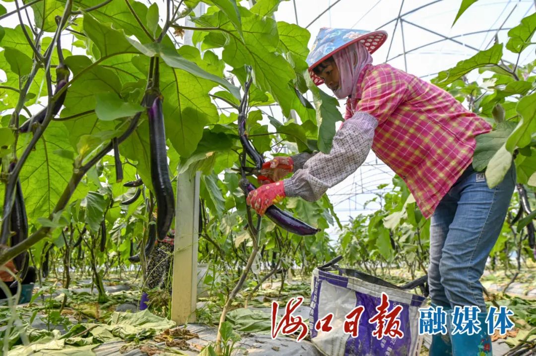 茄子种植技术视频_种植茄子的视频_茄子种植技术与管理视频