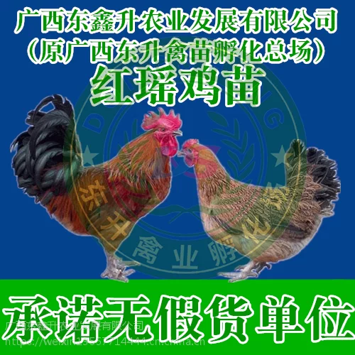 红河州屏边县-江苏鸡苗孵化场-辽宁鸡苗-陕西鸡苗批发