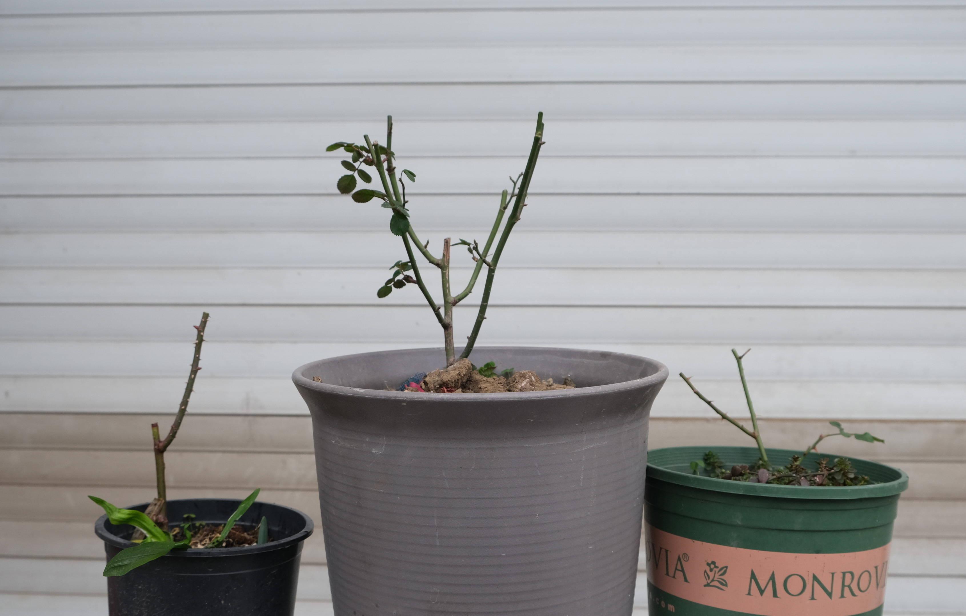 养殖月季花技术与管理_养月季花的步骤分别是什么_月季花的养殖技术