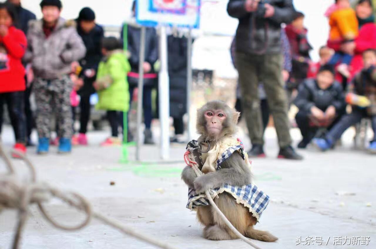 致富经水貂养殖视频_视频致富养殖水貂是真的吗_养殖水貂的成本和利润