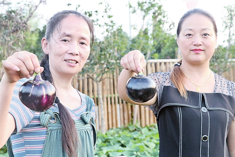 茄子种植技术视频_茄子种植技术与管理视频_视频茄子种植技术视频教程