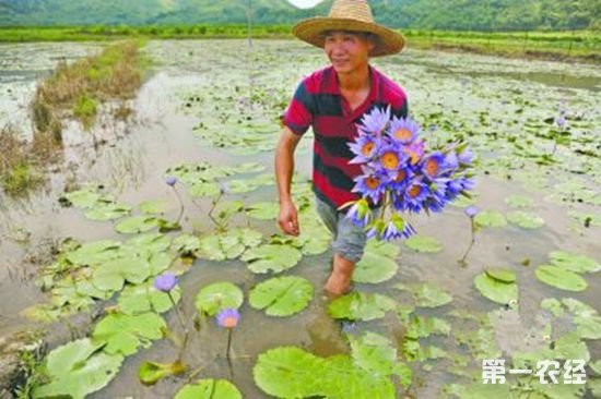 蓝色荷花太惊艳  九品香水莲花连通致富路