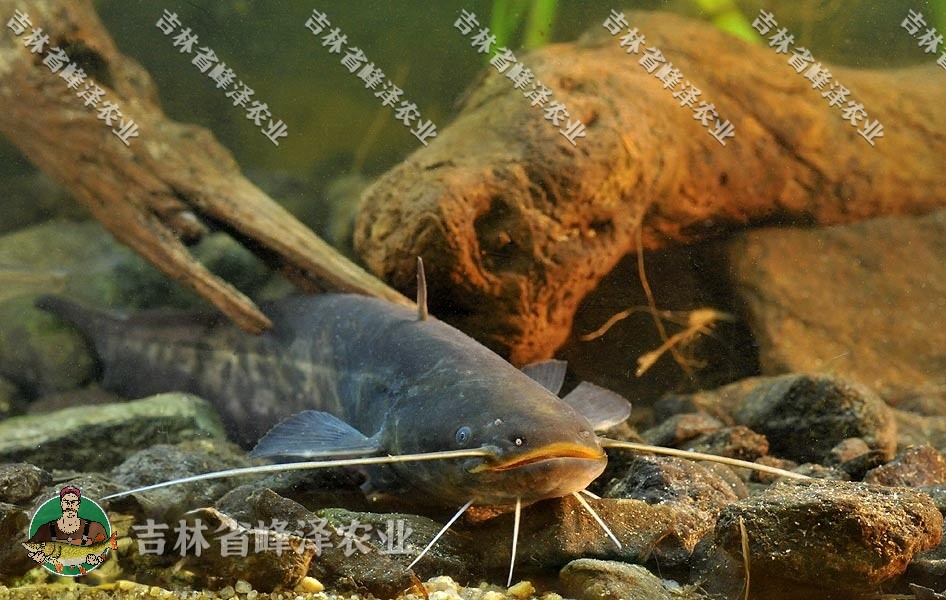 大口鲶鱼养殖技术视频_鲶鱼的养殖技术_鲶鱼在养殖场养殖的视频