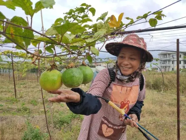 西瓜芭乐苗_西瓜芭乐果_西瓜芭乐种植致富