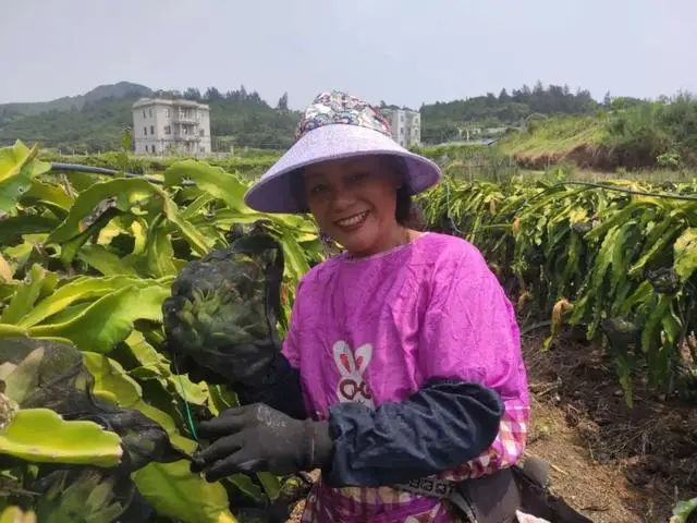 西瓜芭乐种植致富_西瓜芭乐果_西瓜芭乐苗