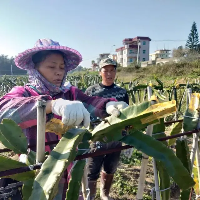 西瓜芭乐果_西瓜芭乐种植致富_西瓜芭乐苗