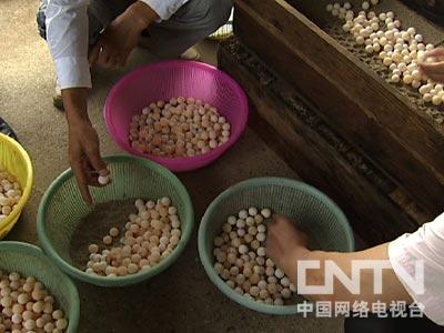 让鱼抢食的鱼饵_水草会跟鱼抢氧气吗_致富经一万斤鱼随便抢