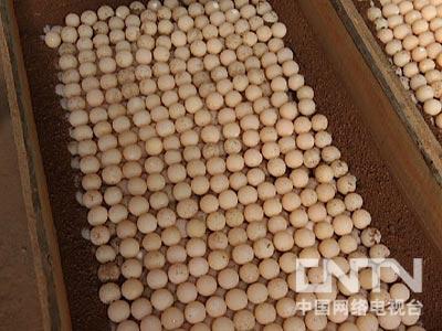 水草会跟鱼抢氧气吗_致富经一万斤鱼随便抢_让鱼抢食的鱼饵