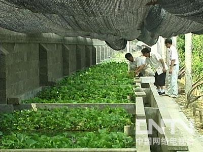 水草会跟鱼抢氧气吗_致富经一万斤鱼随便抢_让鱼抢食的鱼饵