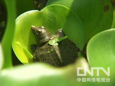 水草会跟鱼抢氧气吗_致富经一万斤鱼随便抢_让鱼抢食的鱼饵