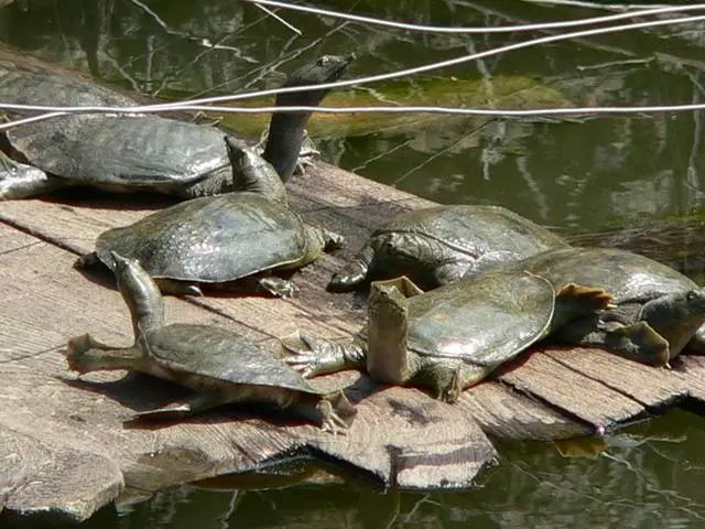 青鳙鱼的养殖技术_青草鲢鳙养殖成本_青鱼鲢鳙价格