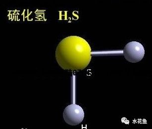 青鳙鱼的养殖技术_青鱼鲢鳙价格_青草鲢鳙养殖成本