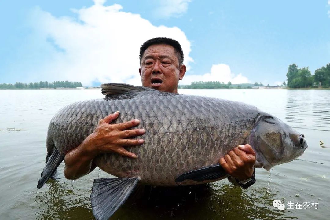 青鳙鱼的养殖技术_鳙鱼青鱼_养殖鳙鱼的经济效益