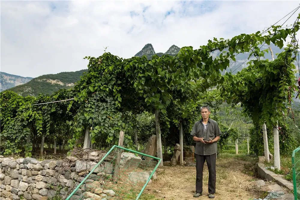 致富经种植葡萄视频播放_致富经葡萄盆景视频_视频致富种植播放葡萄是真的吗