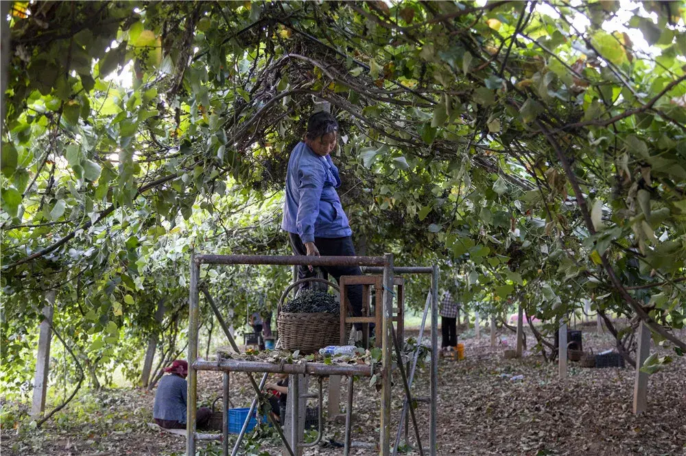 视频致富种植播放葡萄是真的吗_致富经种植葡萄视频播放_致富经葡萄盆景视频