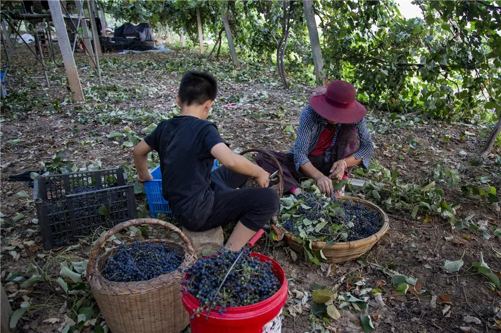 致富经种植葡萄视频播放_致富经葡萄盆景视频_视频致富种植播放葡萄是真的吗