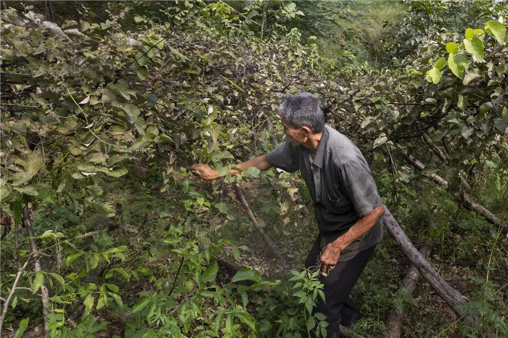 致富经种植葡萄视频播放_视频致富种植播放葡萄是真的吗_致富经葡萄盆景视频