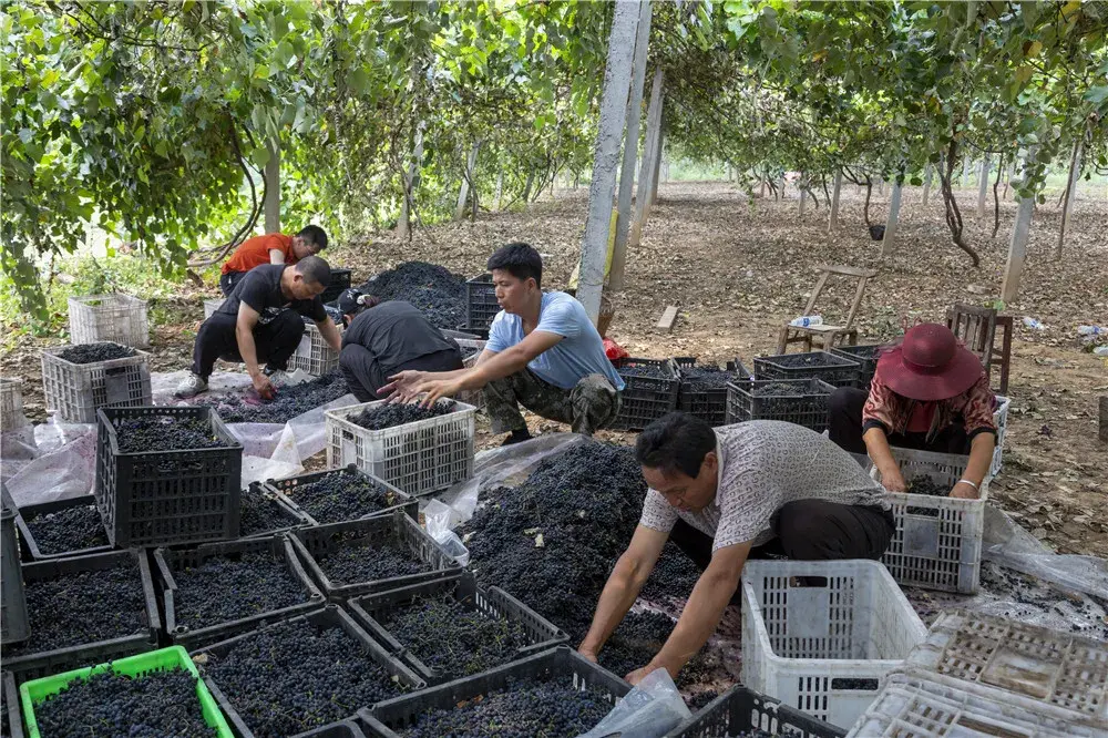 致富经种植葡萄视频播放_视频致富种植播放葡萄是真的吗_致富经葡萄盆景视频