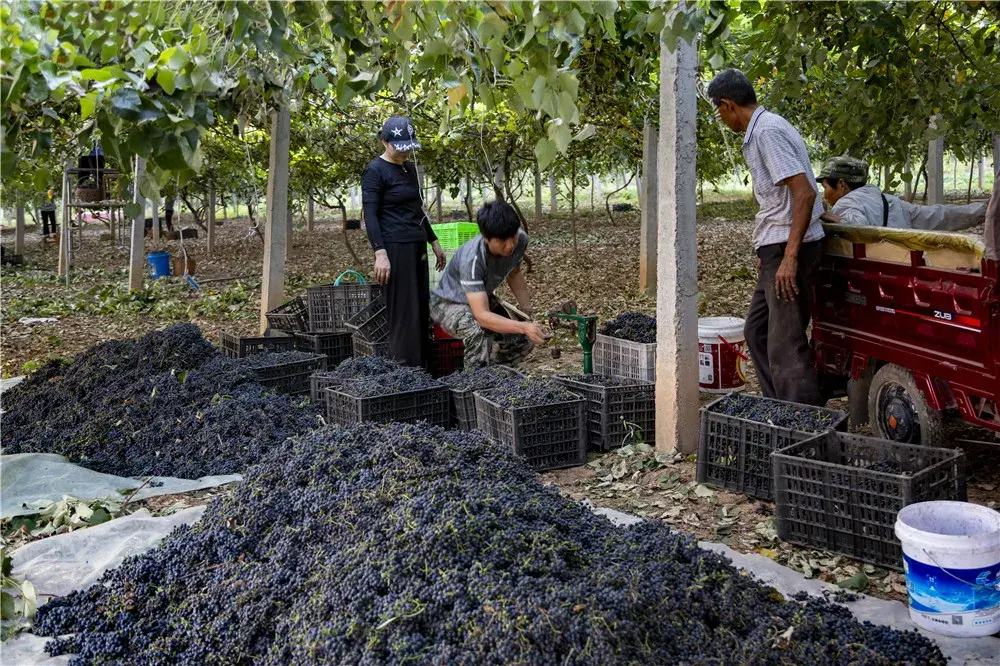 致富经葡萄盆景视频_视频致富种植播放葡萄是真的吗_致富经种植葡萄视频播放