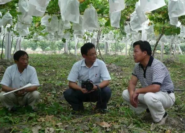 视频致富种植播放葡萄是真的吗_葡萄致富经_致富经种植葡萄视频播放