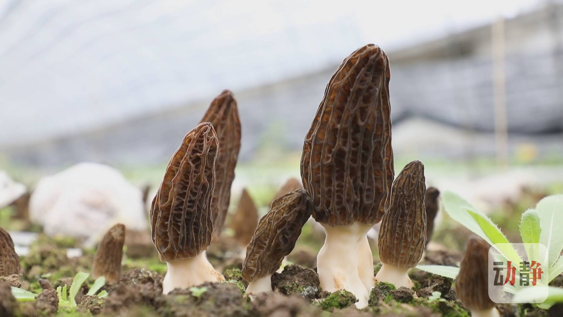 种植致富新项目_种植致富产业_种植业致富项目前景好