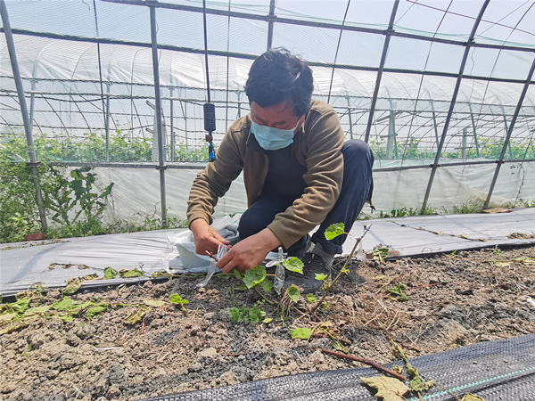 高产种植葡萄技术要求_种植葡萄高产技术_高产种植葡萄技术要点