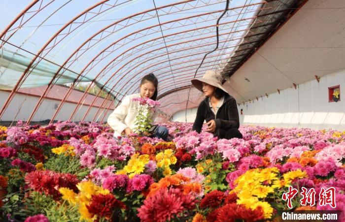 鲜花种植铺出一条姹紫嫣红的“致富路”。冯晓玲 摄