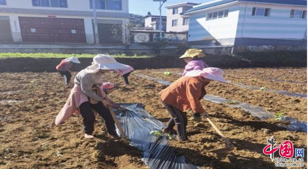 农业致富种植网_农村致富网种植_致富种植农业网名大全