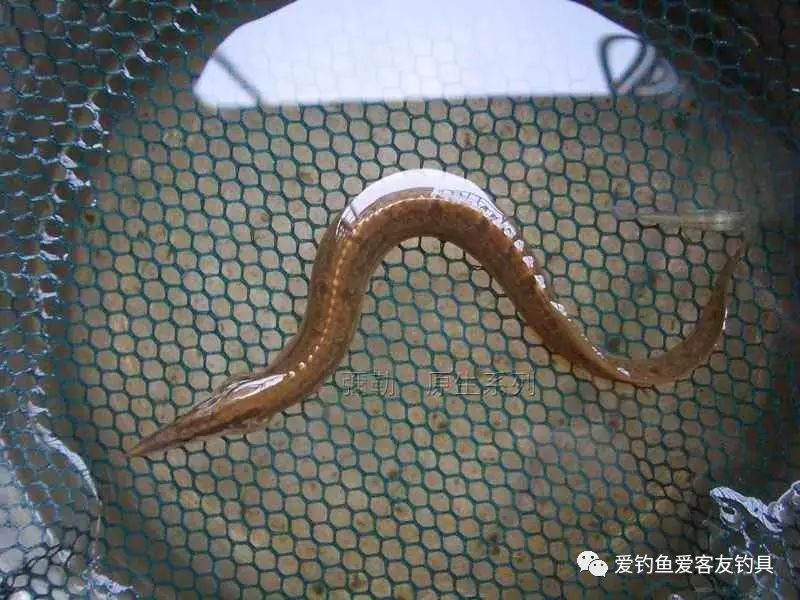 致富经麦穗鱼养殖视频_致富经麦穗鱼养殖_麦穗鱼养殖前景