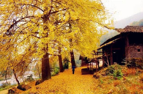 山坡种植致富项目_致富山坡种植项目有哪些_山坡种植什么前景好