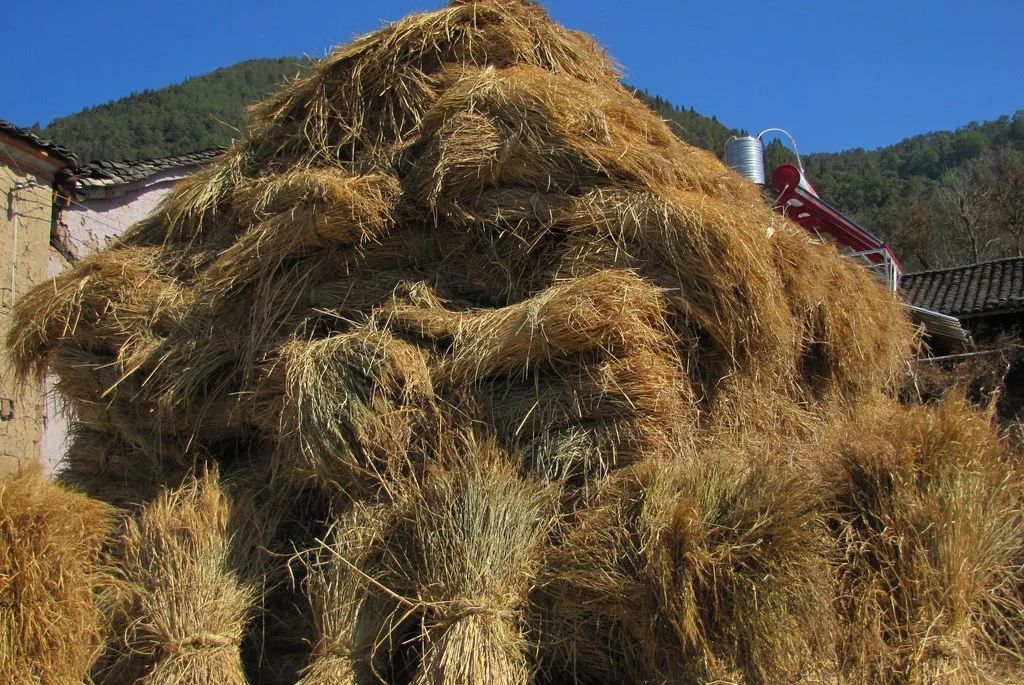 养殖麦穗鱼的利润_致富经麦穗鱼养殖_致富经麦穗鱼养殖视频