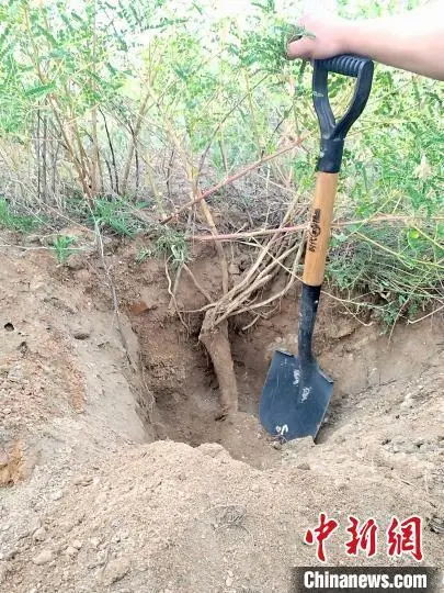 山坡种植致富项目_山坡种植什么前景好_山坡地种植什么效益好