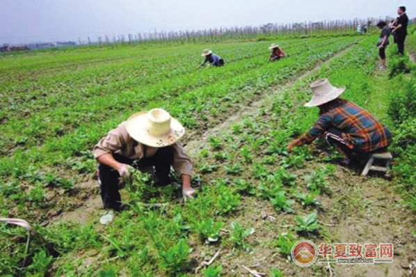 野菜种植加盟