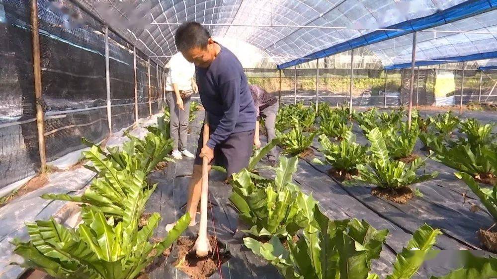 【乡村振兴】宁化县淮土镇：山苏种植唱响“致富歌”