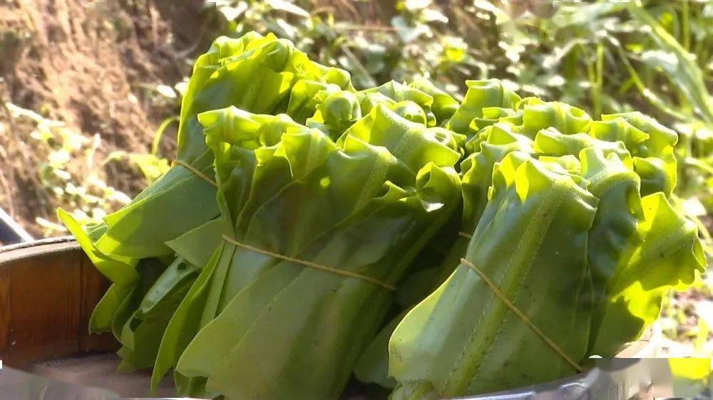 致富山坡种植项目是什么_山坡种植什么前景好_山坡种植致富项目