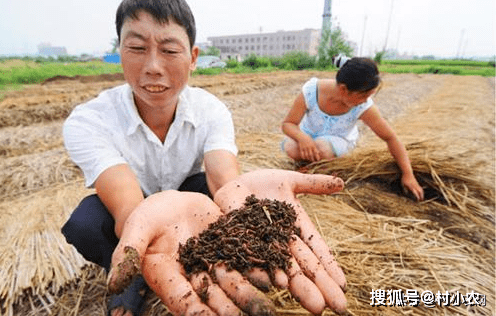 山坡种植致富项目_致富山坡种植项目是什么_山坡地种植什么效益好