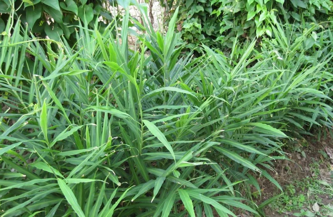 生姜种植技术和田间管理