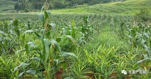 南方生姜种植技术_生姜南方种植技术要点_生姜南方种植技术与管理