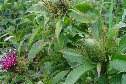 茄孑的种植技术_茄子种植法_茄孑怎样种植