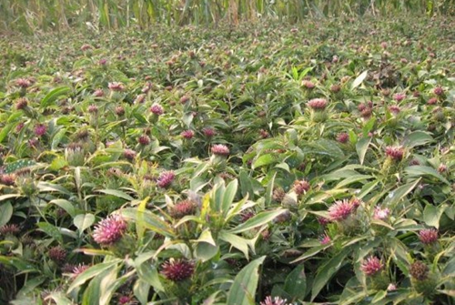 茄孑的种植技术_茄孑怎样种植_茄子种植法