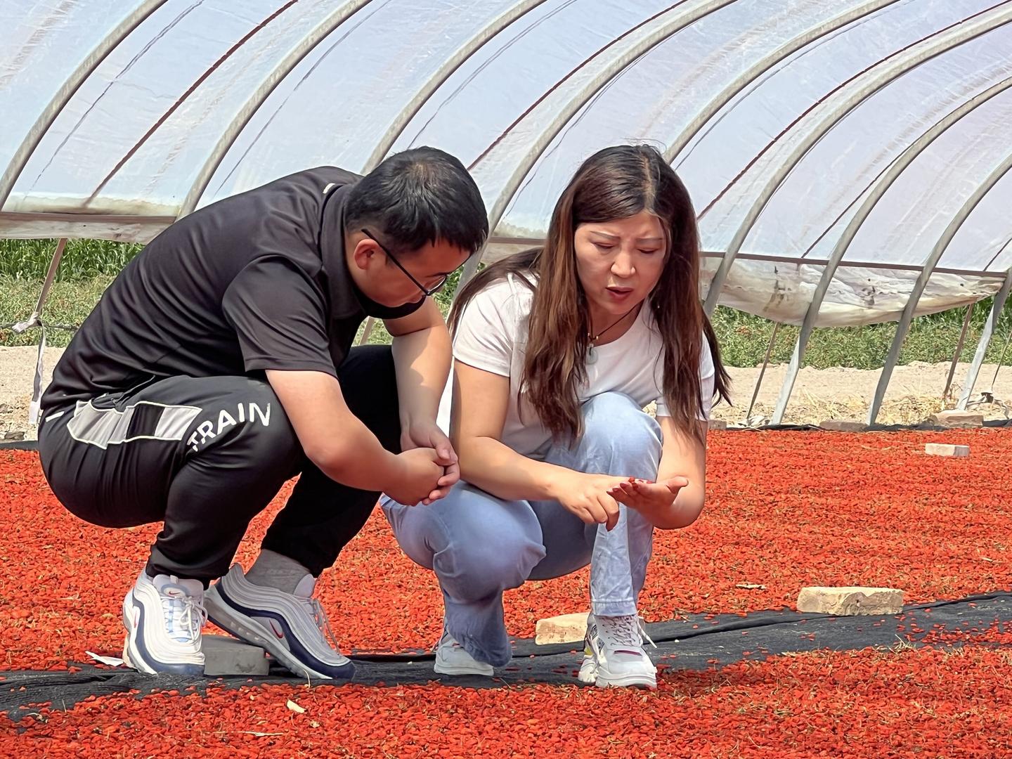 致富枸杞种植发展历程_致富经枸杞种植视频_发展枸杞种植  致富