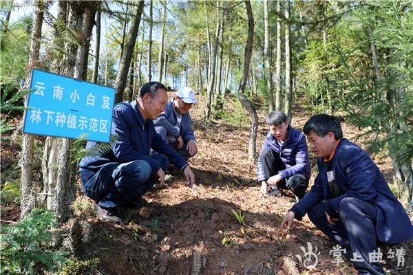 罗平：歹墨村走出白芨产业致富好路子