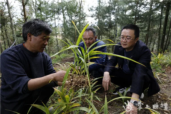 白芨种植技术致富_白芨种植条件和方法_白芨种植条件和注意事项