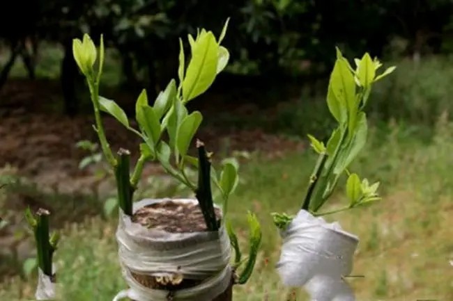 种植橘子赚钱吗_桔子种植致富_种植橘子的利润