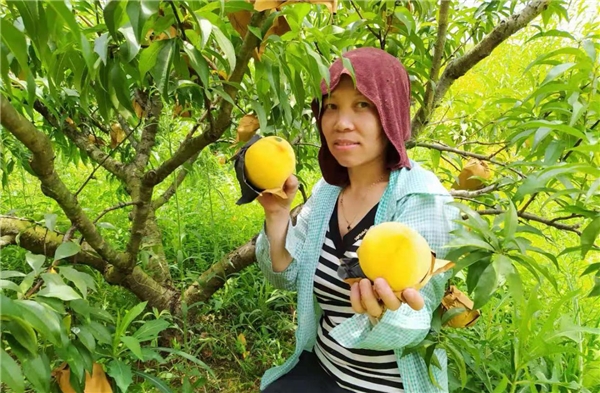 致富种植桔子视频_致富种植桔子图片_桔子种植致富